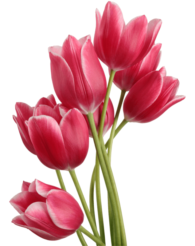 Banner Flower Image