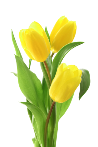 flower-3